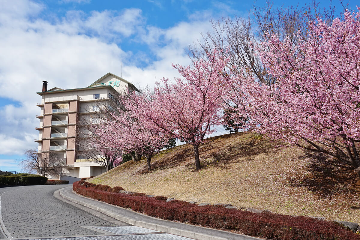 河津桜とホテル天坊の外観