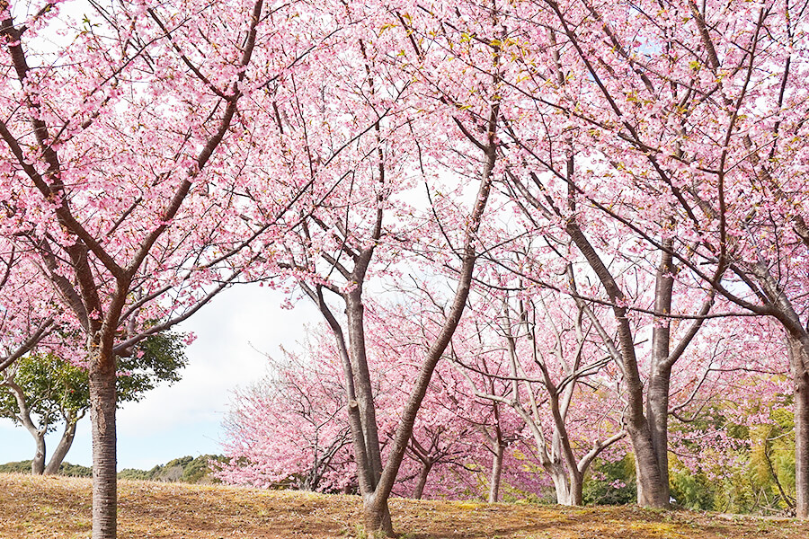 庭園の河津桜