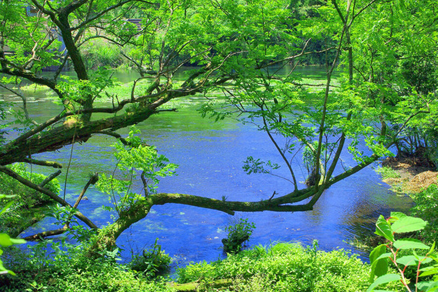 緑の木々に囲まれた柿田川